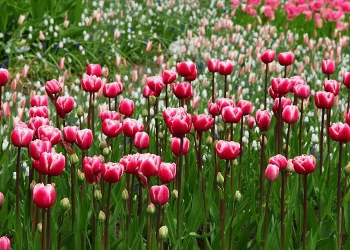 6-persoons Met Omheinde Tuin Vlakbij Strand, Hond Welkom