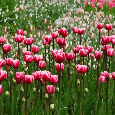 Comfortabel 6-persoons Nabij Strand, Bos, Duinen En