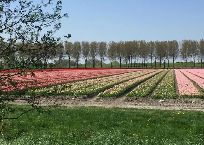 6-Persoons Huis Met Omheinde Tuin Vlakbij Strand, Hond Welkom * Warmenhuizen